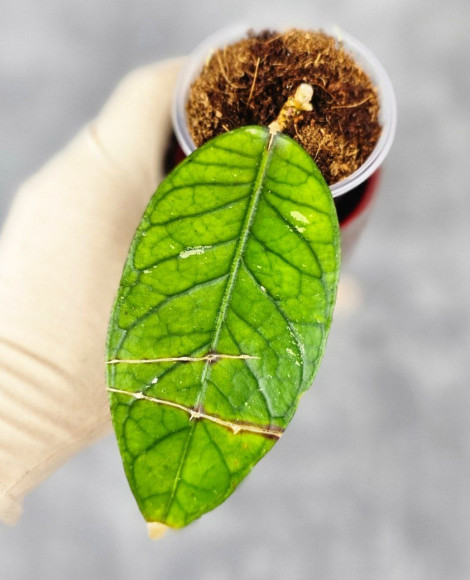 Hoya Sp.Aceh No Id 02 Hoya Sp.Aceh No Id 02