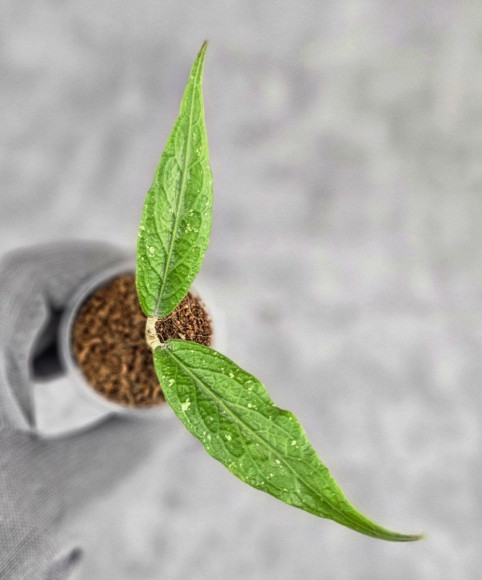 Hoya Sp Aceh Z3 Hoya Sp Aceh Z3