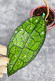 Hoya Clemensiorum Aceh #018                                  