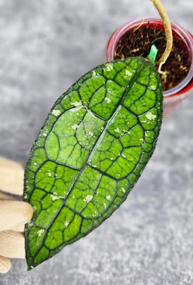 Hoya Clemensiorum Aceh #018                                  