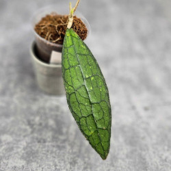 Hoya Clemensiorum Aceh ar #056