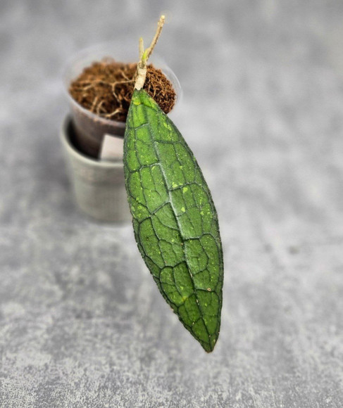 Hoya Clemensiorum Aceh ar #056 Hoya Clemensiorum Aceh ar #056