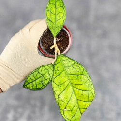 Hoya Clemensiorum Sarawak #002  