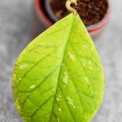 Hoya Tanggamus Round  