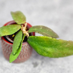 Hoya Caudata Aceh Red Leaf   