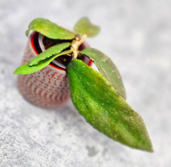 Hoya Caudata Aceh Red Leaf   