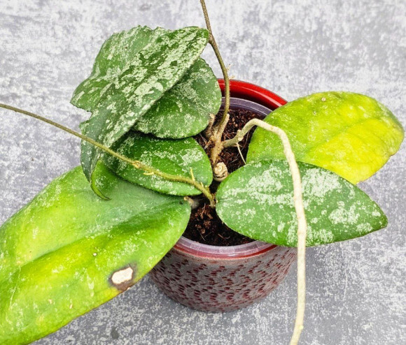 Hoya Caudata Aceh High Splash  