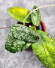Hoya Caudata Aceh High Splash  