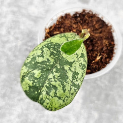 Hoya Deykeae Morning Day Silver   