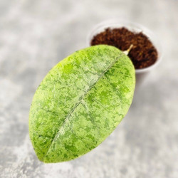 Hoya Forbesii Silver 