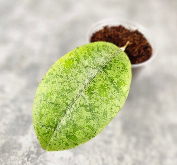 Hoya Forbesii Silver Hoya Forbesii Silver