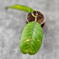 Hoya Sp.Aceh No Id 02 