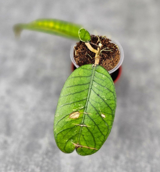 Hoya Sp.Aceh No Id 02 Hoya Sp.Aceh No Id 02