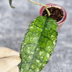 Hoya Clemensiorum Aceh #019                                   