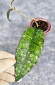 Hoya Clemensiorum Aceh #019                                   