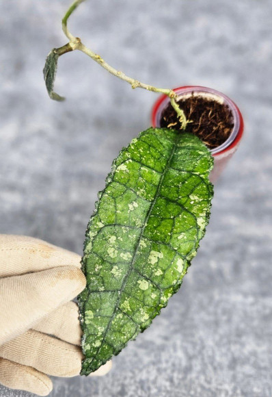 Hoya Clemensiorum Aceh #019                                   