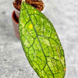 Hoya Clemensiorum Aceh ar #058