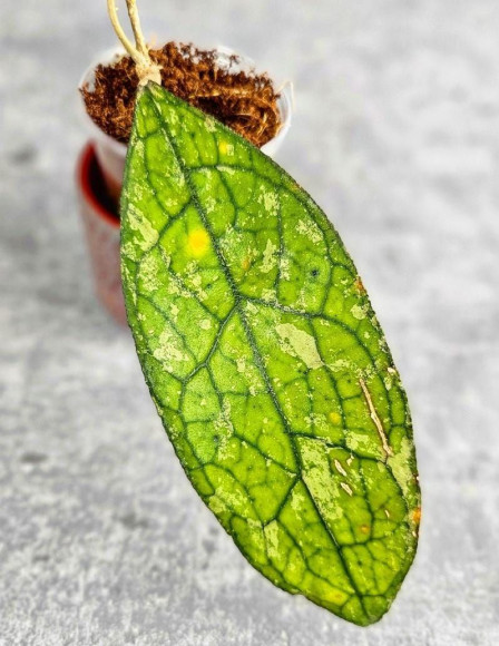 Hoya Clemensiorum Aceh ar #058 Hoya Clemensiorum Aceh ar #058