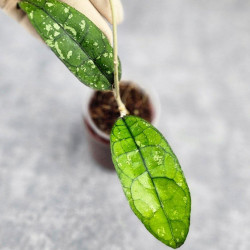 Hoya Clemensiorum Borneo #001   