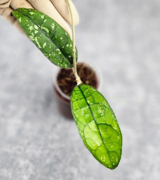 Hoya Clemensiorum Borneo #001   