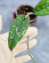 Hoya Clemensiorum Borneo #001   