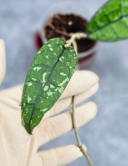 Hoya Clemensiorum Borneo #001 Hoya Clemensiorum Borneo #001