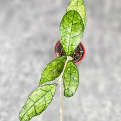 Hoya Clemensiorum Sarawak #002   