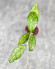 Hoya Clemensiorum Sarawak #002   