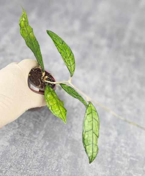 Hoya Clemensiorum Sarawak #002   