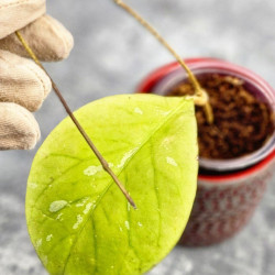 Hoya Tanggamus Round  