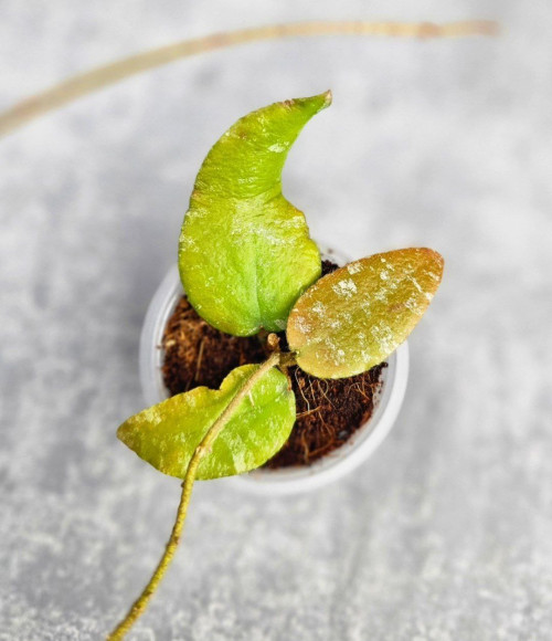 Hoya Caudata Aceh Red Leaf   