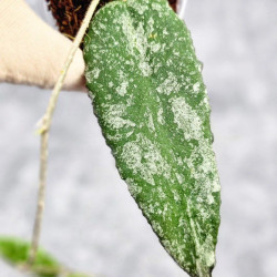 Hoya Caudata Aceh High Splash  