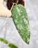 Hoya Caudata Aceh High Splash  