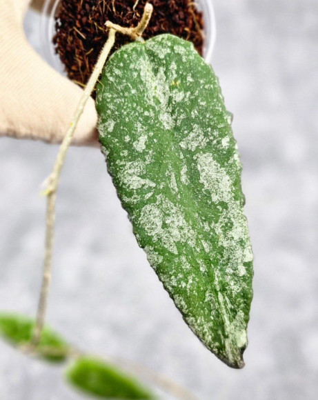 Hoya Caudata Aceh High Splash  