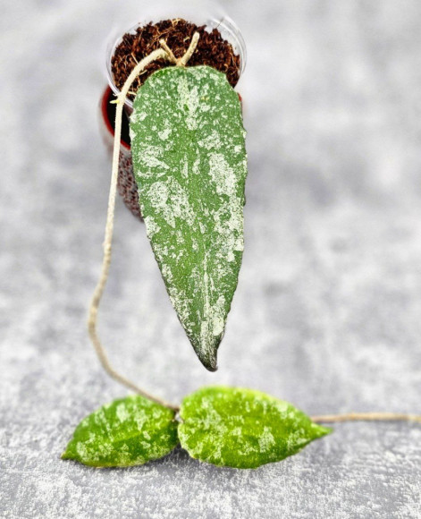 Hoya Caudata Aceh High Splash Hoya Caudata Aceh High Splash