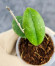 Hoya Sp Kalbar 