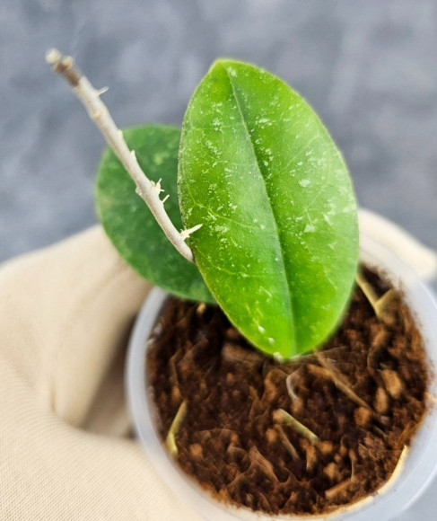 Hoya Sp Kalbar 
