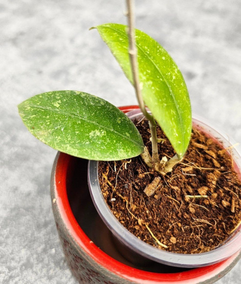 Hoya Sp Kalbar Hoya Sp Kalbar