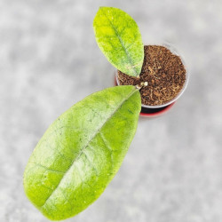 Hoya Forbesii Silver 