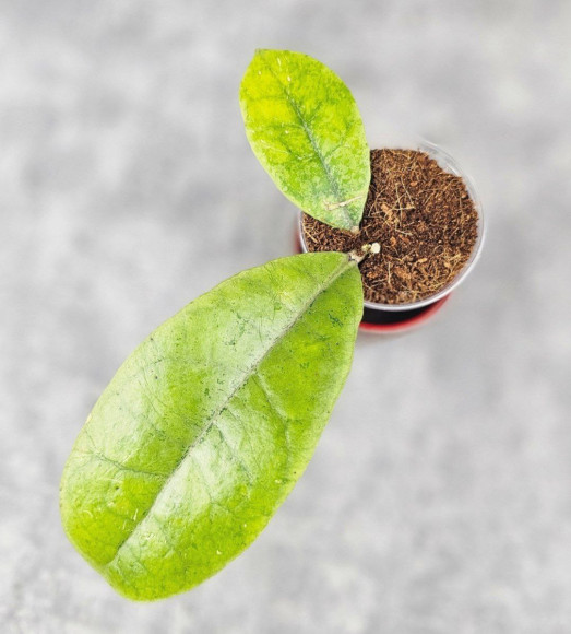 Hoya Forbesii Silver Hoya Forbesii Silver