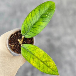 Hoya Sp.Aceh No Id 02 