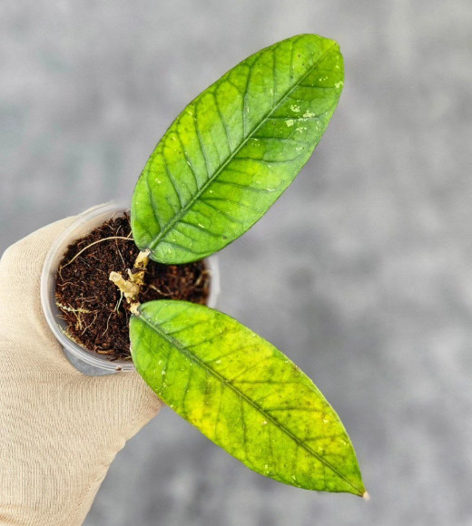 Hoya Sp.Aceh No Id 02 Hoya Sp.Aceh No Id 02