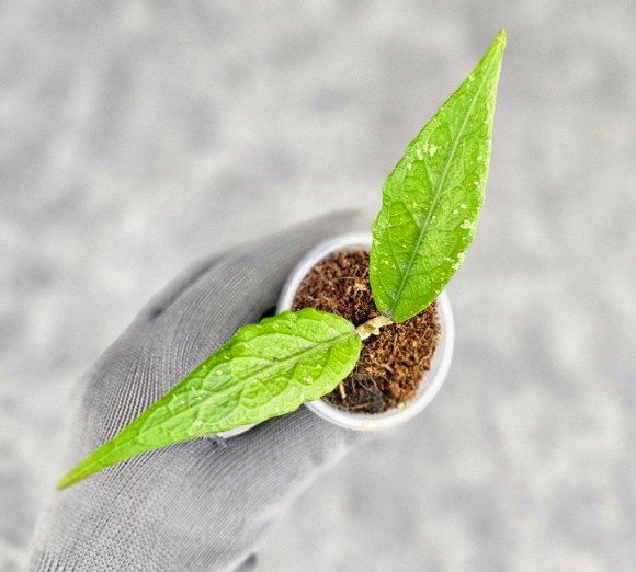 Hoya Sp Aceh Z3 Hoya Sp Aceh Z3