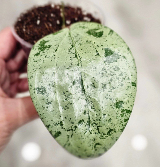 Hoya Glabra Gin Hoya Glabra Gin