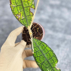 Hoya Clemensiorum Aceh #020                                    