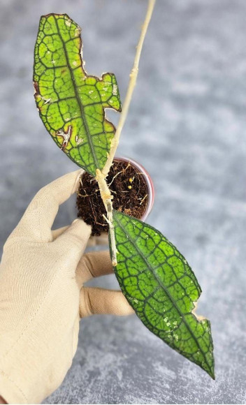 Hoya Clemensiorum Aceh #020                                    