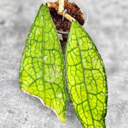 Hoya Clemensiorum Aceh ar #061