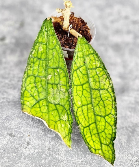 Hoya Clemensiorum Aceh ar #061 Hoya Clemensiorum Aceh ar #061