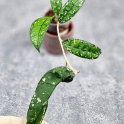 Hoya Clemensiorum Borneo #001 Hoya Clemensiorum Borneo #001