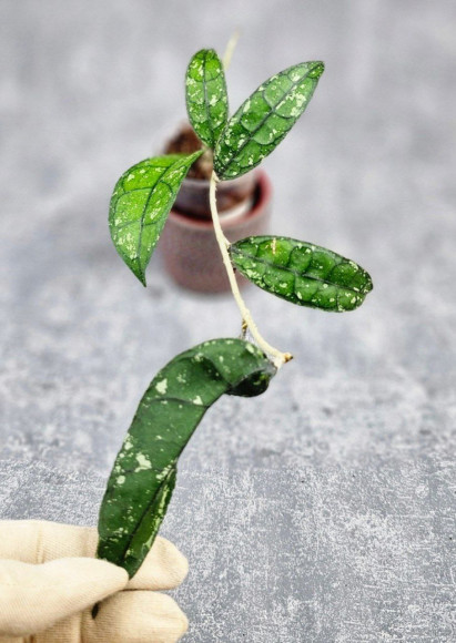 Hoya Clemensiorum Borneo #001    